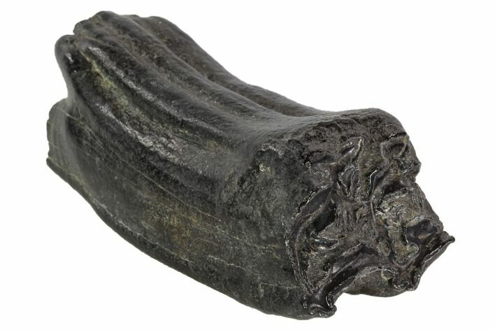 Pleistocene Aged Fossil Horse Tooth - Florida #87282